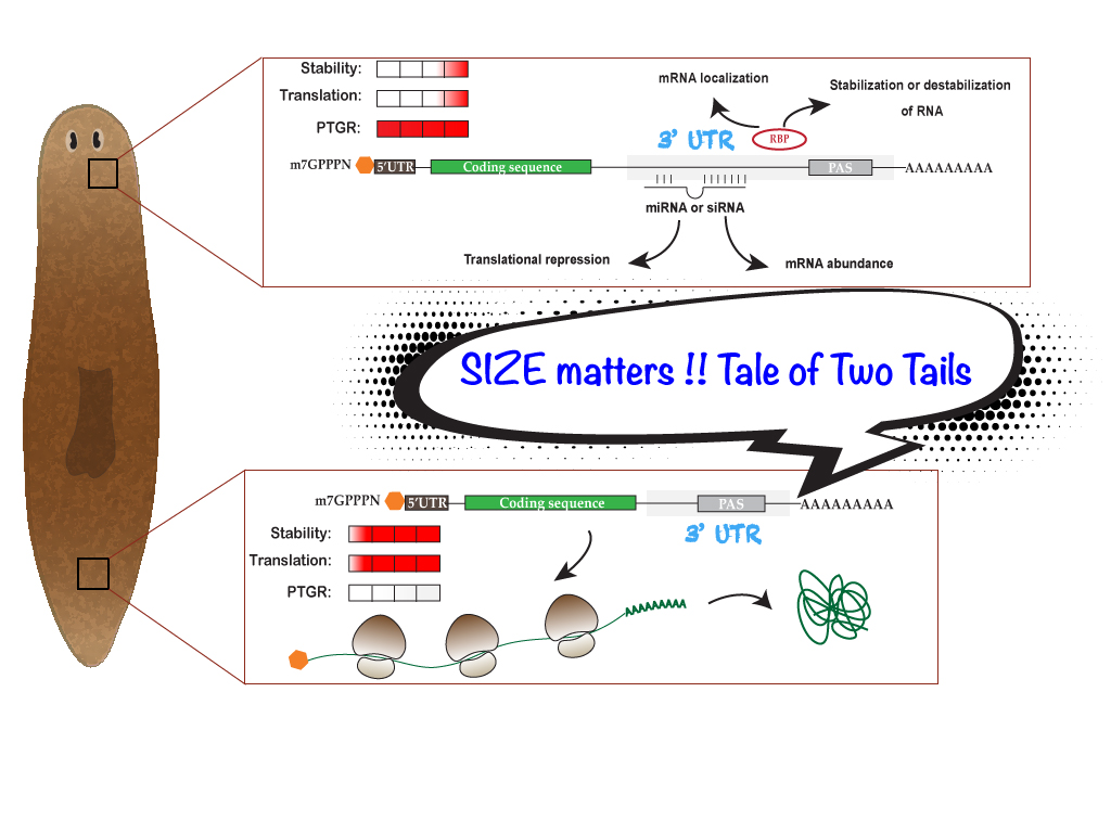 Complexity of organisms could be attributed to increase in sophistication of gene regulation by non-coding regions of genome rather than total number of coding genes itself. 3'UTRs of mRNA dictates it's fate in eukaryotic cells.We are currently trying to understand alternate polyadenylation mediated gene regulation in planarian stem cells (Neoblast) and during regeneration.