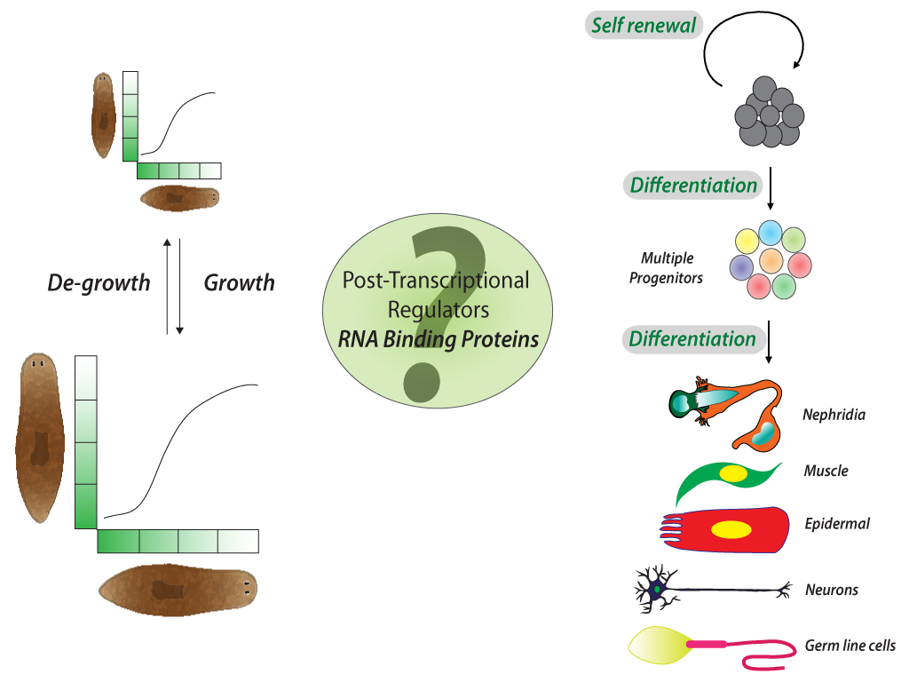 Upon transcription the dynamic association of RNA binding protein with mRNA defines the lifetime, cellular localization, processing and the rate at which a specific mRNA is translated. We are currently trying to understand role of RNA binding proteins in Stem cell function and tissue organization during planarian regeneration.