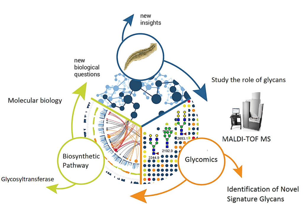 Cell surface is encapsulated by a dense array of glycans (carbohydrates) covalently attached to proteins and lipids (glycoprotein and glycolipid).Several lines of evidence suggest that glycans contain biological information essential for cell-cell, cell-matrix, host-pathogen and receptor-ligand interaction. Using planarians as the model system we take a systems approach to study the role of glycans in regeneration.