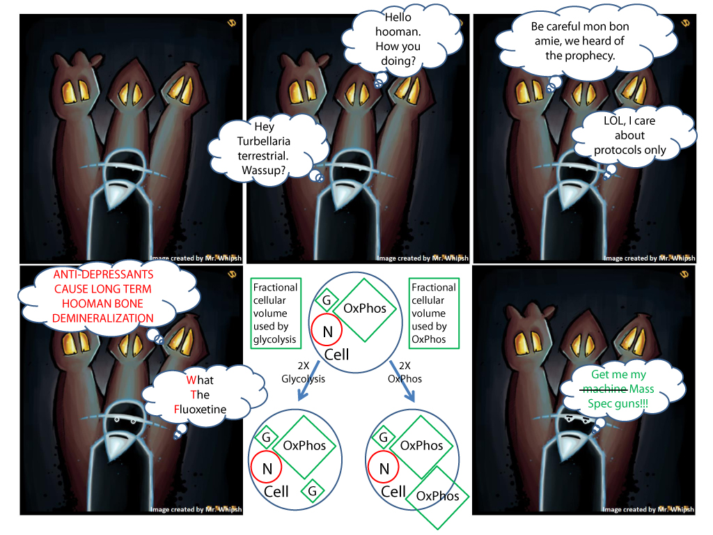Senescence, aging and dilapidation is the universe’s way of ensuring life obeys second law of thermodynamics, the arrow of time, the ever increase entropy of a closed system. Unlike most life forms however, few organisms have ingenious mechanisms of anti-aging and immortality in our biosphere. With planaria as such a model system, we not only hope to unravel its secrets but are also finding out how metabolites influence and even dictate stem cell homeostasis and differentiation. Using mass spectrometry, we are glimpsing how the dynamic metabolic changes are interwoven along with genetic circuitry regulation.