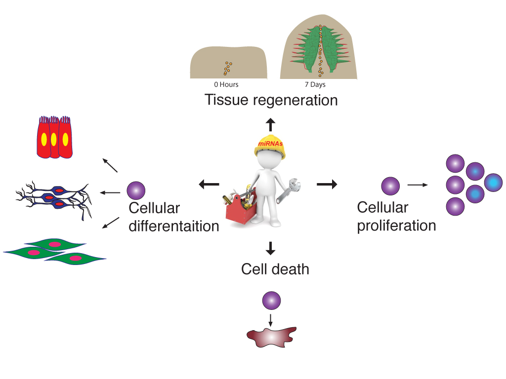 In just over two decades of discovery of first miRNA we are overwhelmed by its regulatory potential. miRNAs are conserved eukaryotic post transcriptional gene regulator. miRNAs regulatory role are integral to several cellular processes including proliferation, differentiation, metabolism and development. We are currently trying to understand role of miRNAs in Planarian stem cells, brain regeneration and patterning.