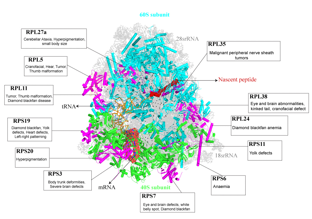 When a cell transitions from one state to another, repertoire of changes take place. These involve a combination of molecular changes at levels of DNA, RNA and protein. Stem cells are specialized cells that have the ability to proliferate whilst retaining the potential to differentiate to various cell types. Upon providing with specific cues, dynamic changes take place within stem cells which enable process of differentiation. We
aim at understanding the translational control of stem cell fate transitions. Increasing evidence suggests involvement of ribosome and ribosome associated proteins in translational control. Our interest is to identify such proteins which could specifically regulate translation of certain mRNAs during the course of differentiation. Few such examples are shown in the figure.