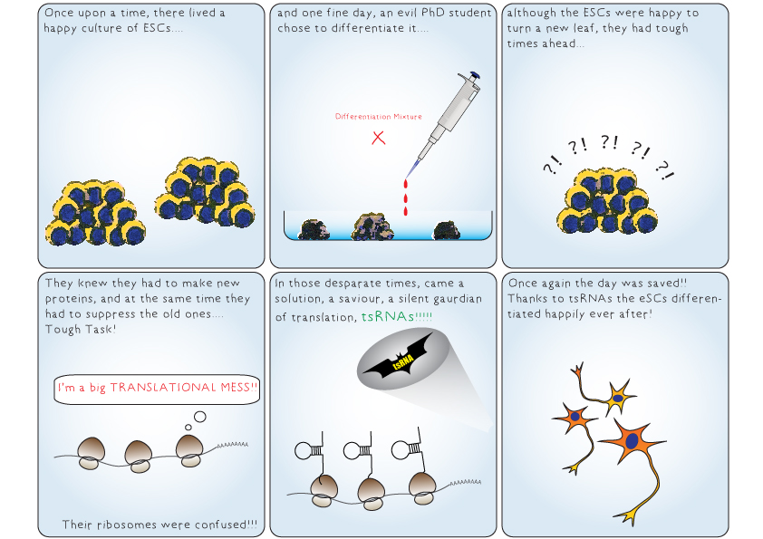 Transfer RNA (tRNA)-derived small RNAs (tsRNAs) have recently emerged as important regulators of protein translation and shown to have diverse biological functions. In mouse embryonic stem cells, we identified 5' tRNA halves regulating translation of mRNAs that are critical to cell-state transitions.